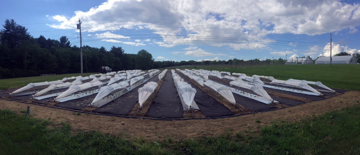 A photograph of the low tunnels at UNH