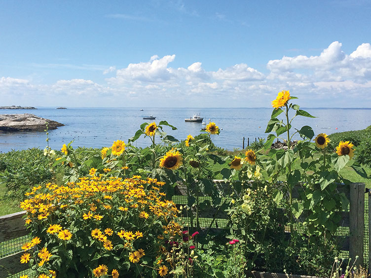 a view of sunflowers and other plants in Celia Theater's garden on Appledore Island