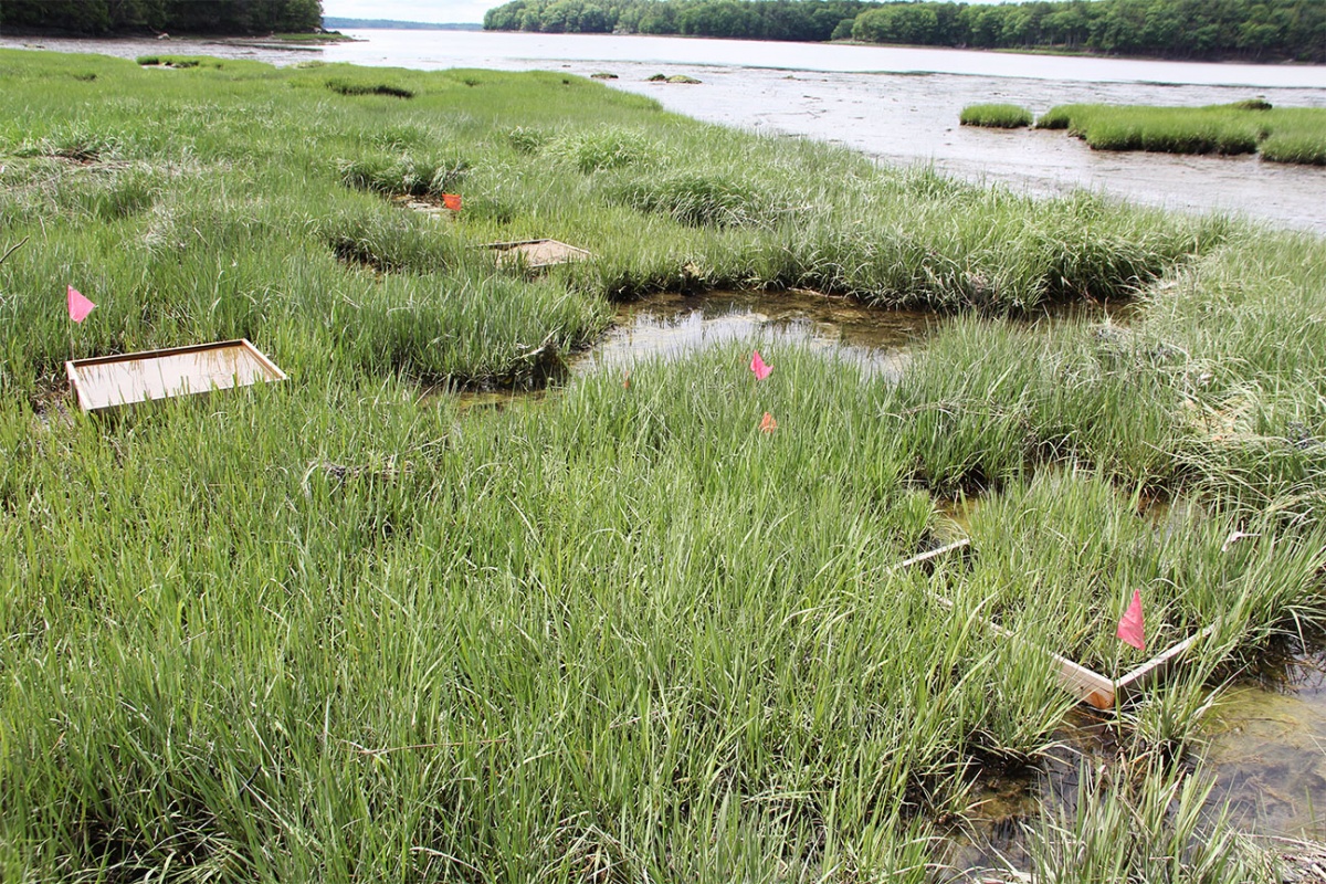 Thin-layer sediment placement sites located at Great Bay NERR.