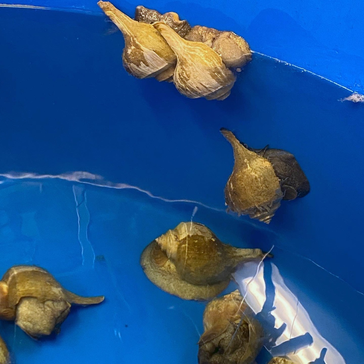 Legal-sized whelk climb the sides of a tank at UNH’s Coastal Marine Lab in Newcastle, NH.