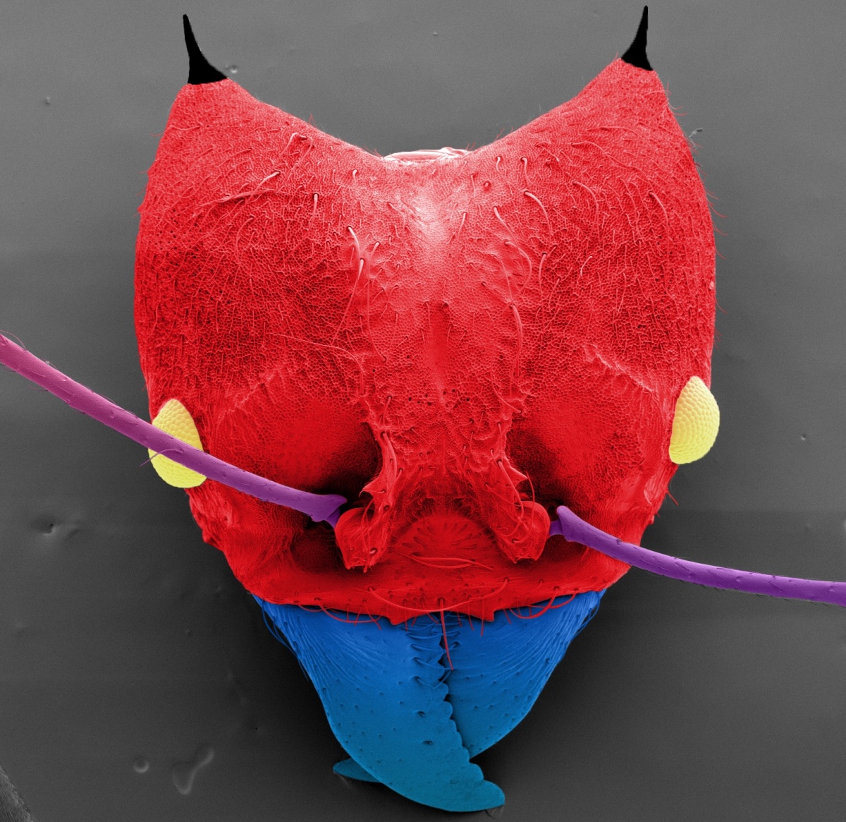 UNH microscope image of leafcutter ant head, colorized red and blue