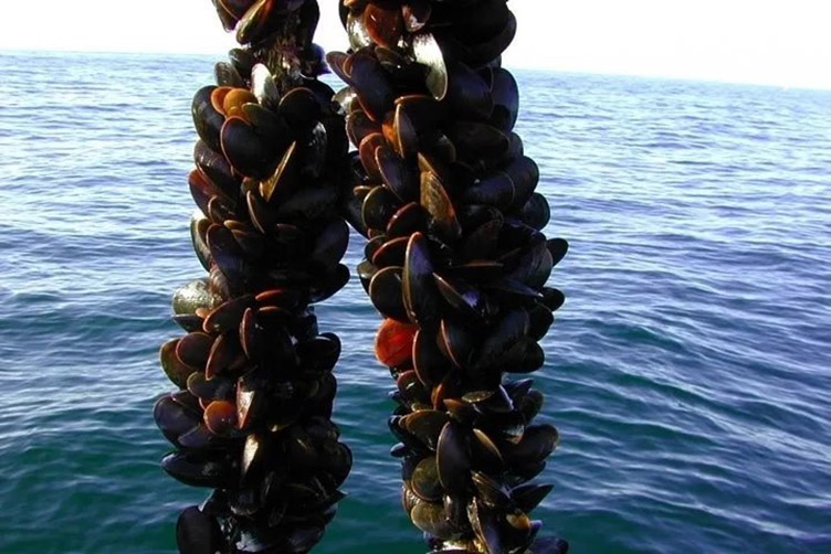 Blue mussels
