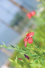 Nothing More Surprising, photo by Lisa Nugent/UNH Photographic Services