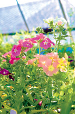 Nothing More Surprising, photo by Lisa Nugent/UNH Photographic Services