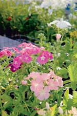 Nothing More Surprising, photo by Lisa Nugent/UNH Photographic Services