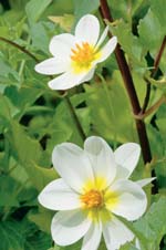 Nothing More Surprising, photo by Lisa Nugent/UNH Photographic Services