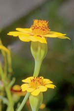 Nothing More Surprising, photo by Lisa Nugent/UNH Photographic Services