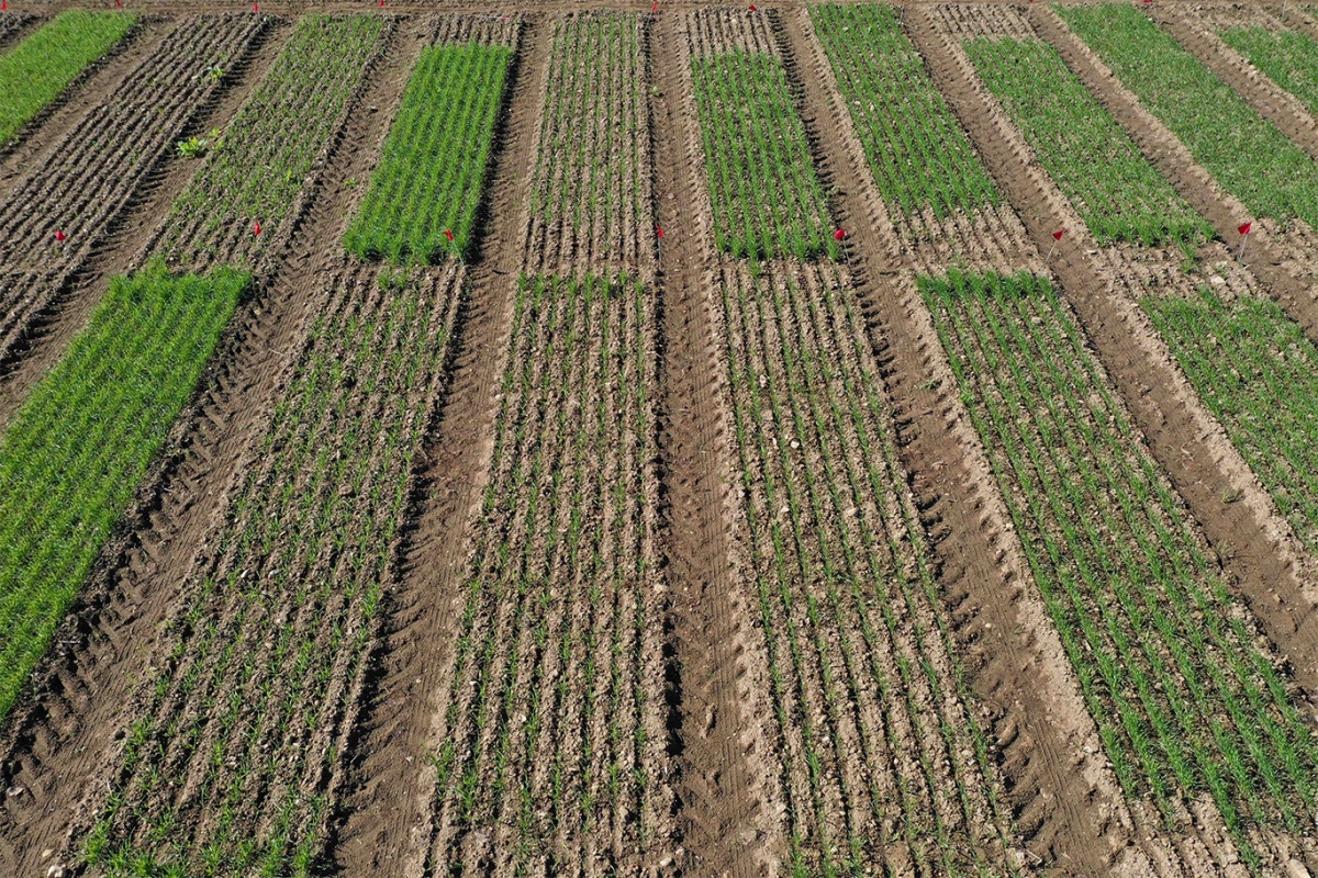 A photo showing cover crop growth at UNH's Kingman Research Farm