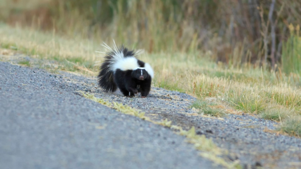 A cute black and white striped skunk walks alongside a paved roadway. The skunk looks toward the camera and sees you. You smile in response and wave. He is adorable.