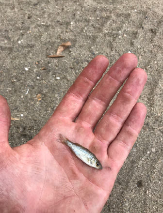 Striped bass fry