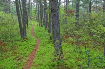 Ossipee Pine Barrens