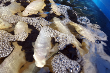 tilapia