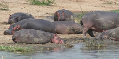 Hippos in Uganda