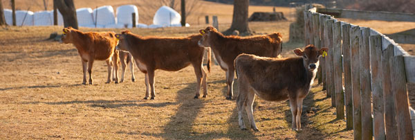 Jersey heifers, like all the cows at the Organic Dairy Research Farm, live outside year round