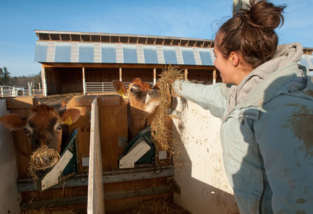 Géraldine Walker, a dual major in sustainable agriculture and food systems and ecogastronomy, helps feed cows in the nutrition study.