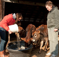 (l to r) Emily Cooper, a dual major in wildlife ecology and ecogastronomy, feeds the Jersey steers along with Lisa Ilsley, a dairy management major.
