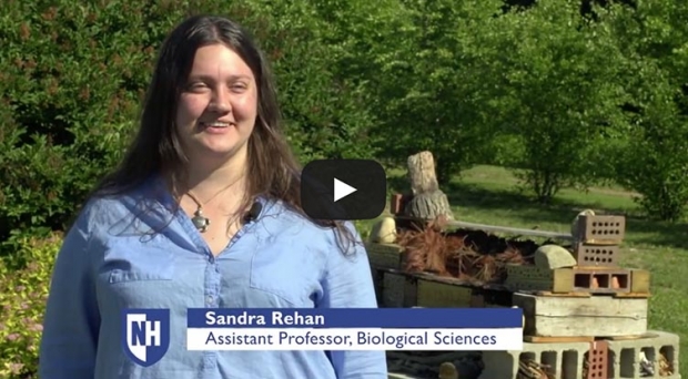 Bee Research video