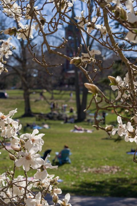 Flowers on UNH campus