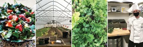 Photo of salad, UNH high tunnels, greens, Chef Zachary Marshall