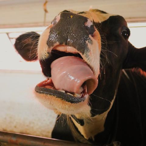 Cow sticking tongue out 