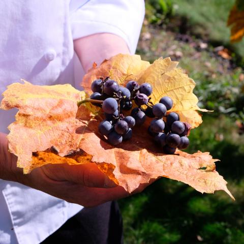 Grapes
