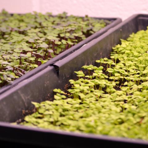 Micro greens being grown in High Tunnels and at Philbrook Dining. 