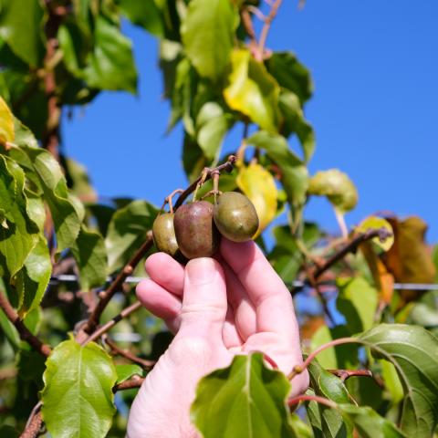 Someone picking grapes 