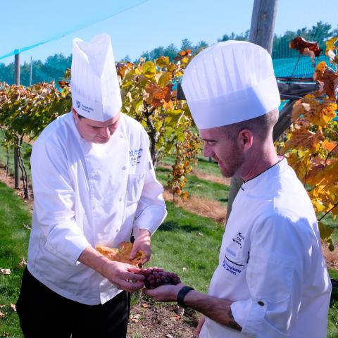 chefs picking grapes