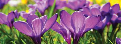 spring recess