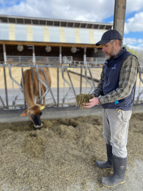 Cow and the farm manager