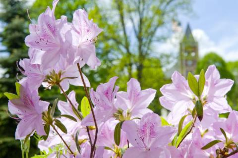 purple flowers in bloom