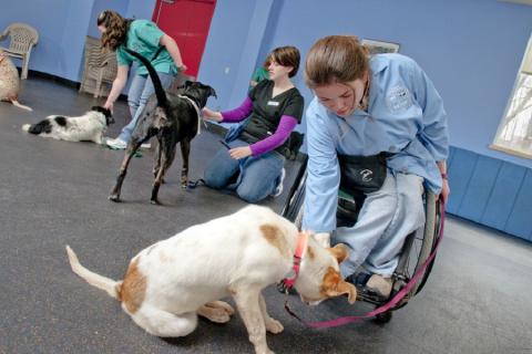 Service animal training