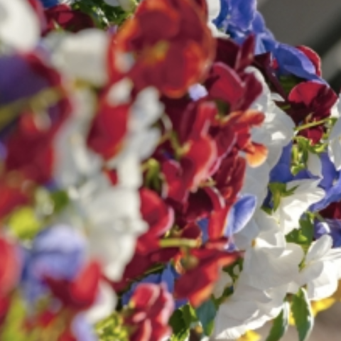 detail of spring flowers