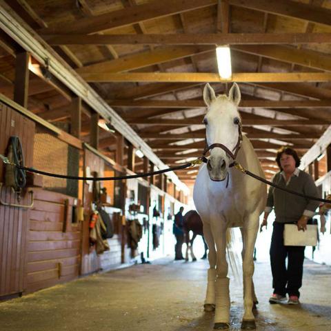 A horse being observed