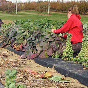 A woman picks vegetables