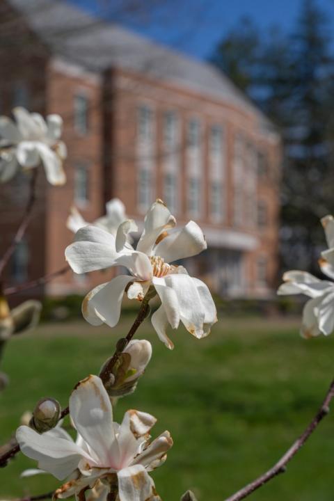 Apple blossoms in front of Paul College