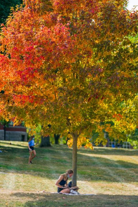 A female student working under a tree whose leaves are changing color.