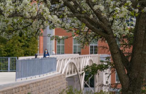 flowers on a tree in the foreground, person walking on bridge in the background