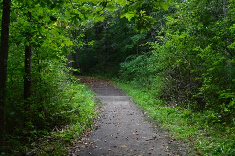 green leafy path in college woods