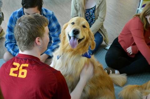 Golden retriever and students at Paws & Relax