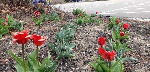 tulips in the plant the promise garden