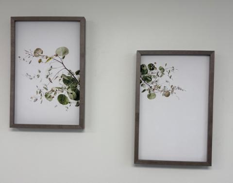 photos of a plant against a white background