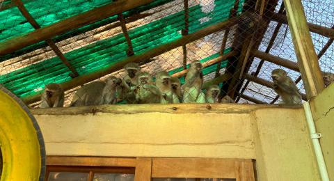 vervet monkeys