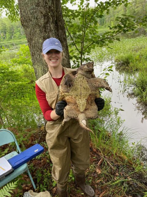 Maeve Kelley holds an adult male snapping turtle in the field