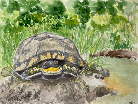 A watercolor painting of a Blanding's turtle by Maeve Kelley