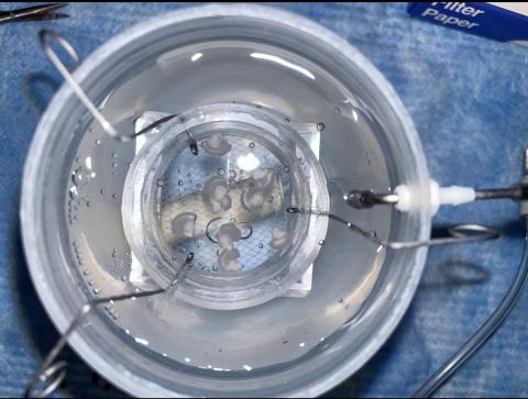 Hippocampal mouse brain slices in a chamber filled with an artificial cerebrospinal fluid solution, which the author prepared