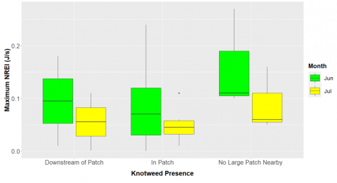 Boxplot depicting the correlation between knotweed presence and maximum