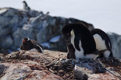 Adelie penguin