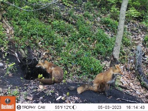 two red foxes facing away from each other, with the hole to the den on the left
