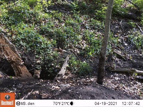 A fox kit pokes its head out of the hole. The ground is green and brown with some leaves and dirt